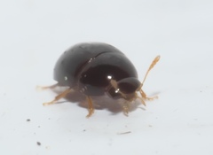 Phalacridae