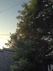 Fraxinus