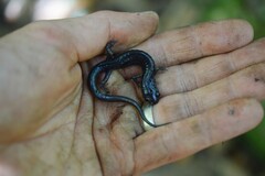 Plethodon montanus