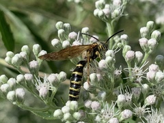 Myzinum quinquecinctum