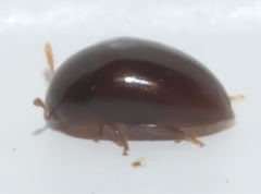 Phalacridae