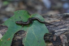 Desmognathus orestes