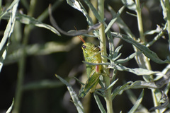 Campylacantha olivacea