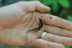 Desmognathus orestes