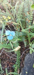 Commelina tuberosa