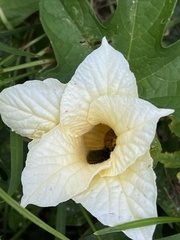 Momordica cochinchinensis