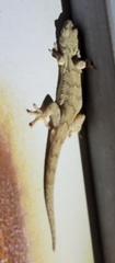 Gekko japonicus