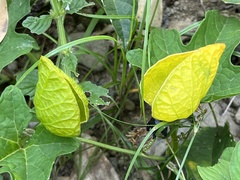Momordica cochinchinensis