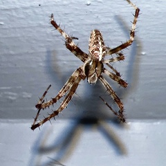 Araneus