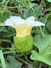 Momordica cochinchinensis