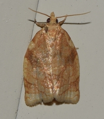 Adoxophyes negundana