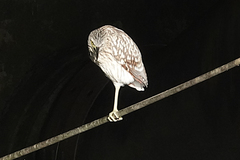 Nycticorax caledonicus