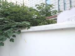 Broussonetia papyrifera