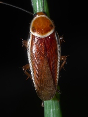 Pseudomops septentrionalis