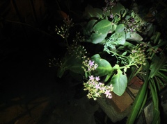 Hylotelephium