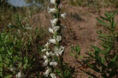 Spiranthes arcisepala