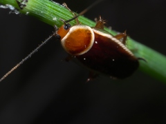 Pseudomops septentrionalis