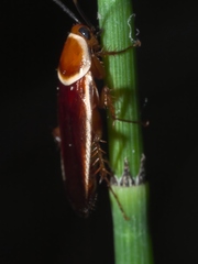 Pseudomops septentrionalis