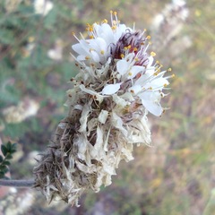 Dalea albiflora
