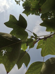 Liriodendron × sinoamericanum