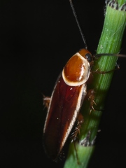 Pseudomops septentrionalis
