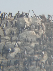 Leucocarbo bougainvillii