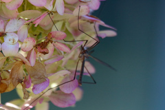 Tipula paludosa