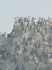 Leucocarbo bougainvillii