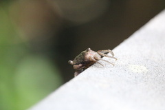 Aratus pisonii
