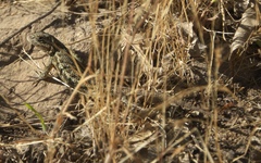 Sceloporus occidentalis bocourtii