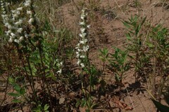 Spiranthes arcisepala