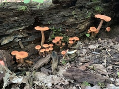 Laccaria laccata