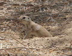 Xerospermophilus tereticaudus