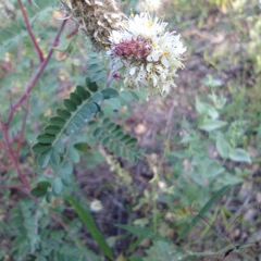 Dalea albiflora