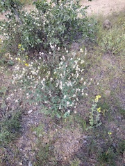Dalea albiflora