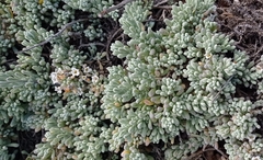 Nolana crassulifolia