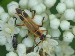 Chauliognathus marginatus