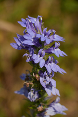 Campanulaceae