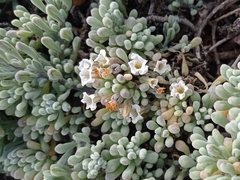 Nolana crassulifolia