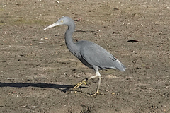 Egretta sacra