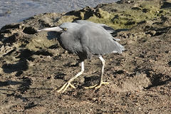 Egretta sacra