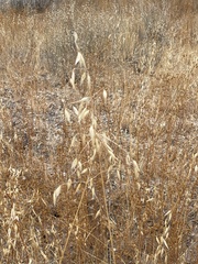 Avena fatua