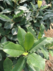 Photinia serratifolia