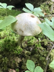 Leccinum holopus