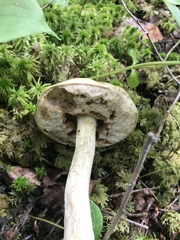 Leccinum holopus