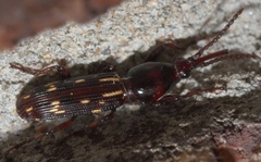 Arrhenodes minutus