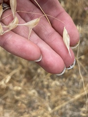 Avena fatua