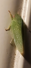 Gyponana