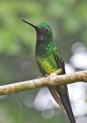 Heliodoxa imperatrix