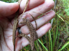 Carex gynandra